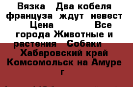  Вязка ! Два кобеля француза ,ждут  невест.. › Цена ­ 11 000 - Все города Животные и растения » Собаки   . Хабаровский край,Комсомольск-на-Амуре г.
